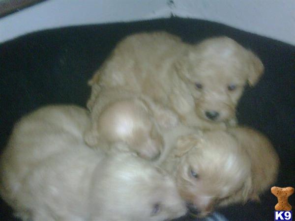 Puppies in Yonkers